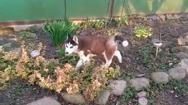 Две девочки хаски на продажу. Тел. 067 700 52 75, 063 665 96 60 смотреть онлайн