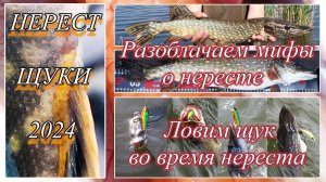 Нерест щук 2024. Разоблачаем мифы о нересте. Ловим щук во время нереста.