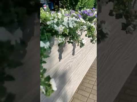 Озеленение ресторана в Москве от Дома Цветов Мисс Маргарет. +74957276062. смотреть онлайн
