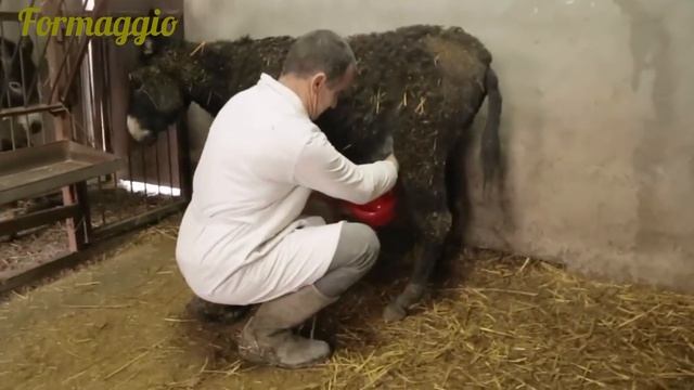 أغلى نوع جبنة في العالم جبنة بولي 2023 Pule cheese #كيفية_صنع_الجبنة #Donkey_cheese смотреть онлайн