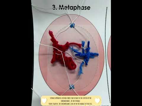 Cell Division - Mitosis смотреть онлайн