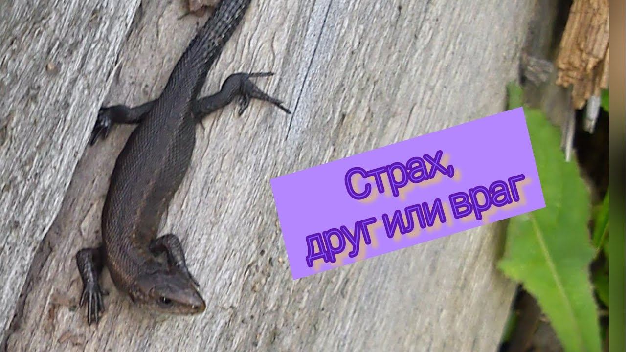 Страхи.1 ч. Как они влияют на нашу жизнь? смотреть онлайн