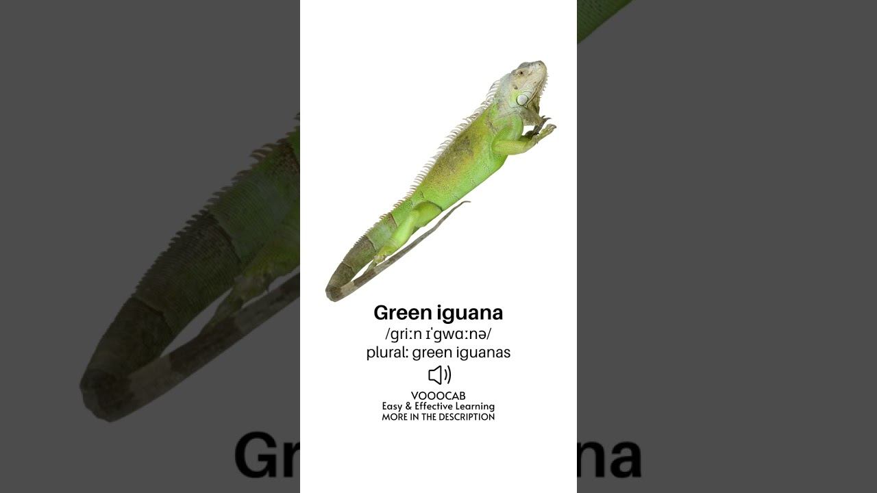 Green iguana - Pronunciation, English Phonetic Transcription, Plural Form / Pets Vocabulary Playlis смотреть онлайн