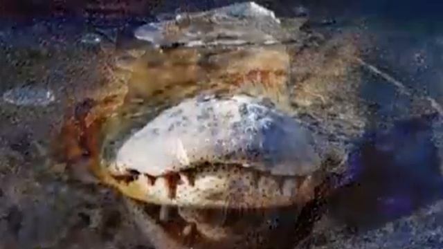 Как это возможно !!???Топ-10 животных "Цикл жизни: зимняя спячка и весеннее возрождение животных" смотреть онлайн