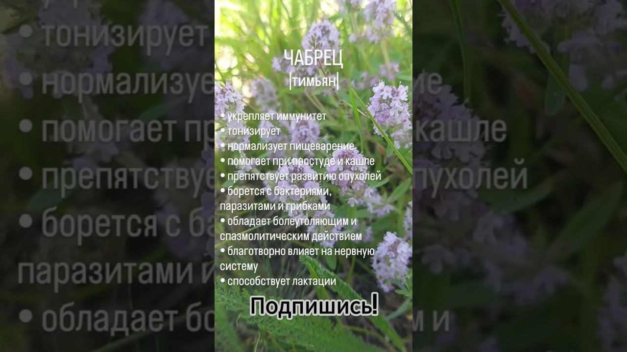 Чем полезен чабрец? 🌱 смотреть онлайн