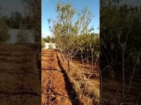 واحد هكتار و 200 متر سيدي خيار طريق ايموزار كندر لمن يبحث عن الهدوء وراحة البال مرحبا 0672146499 смотреть онлайн