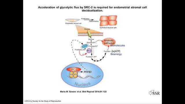 Grand Rounds- Mechanism of Action of Steroid Hormones смотреть онлайн