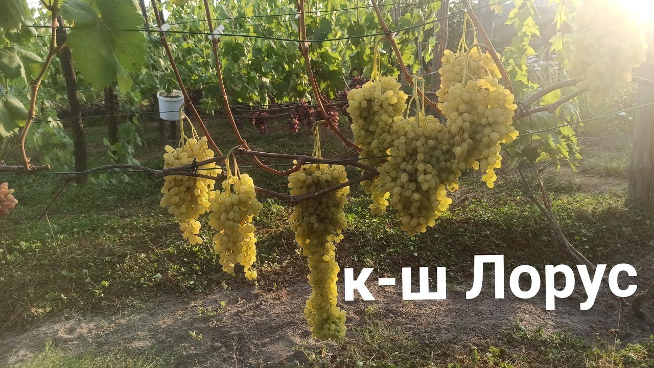 Виноград кишмиш Лорус врожай 2023 смотреть онлайн