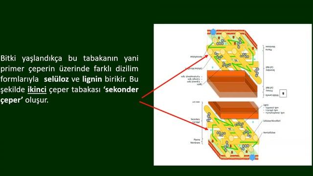 Botanik-Hücre-ÇEPER смотреть онлайн
