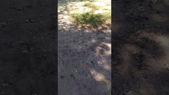Форвард Сафари на Ниву. смотреть онлайн