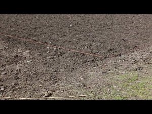 Деревня Куры Электропастух