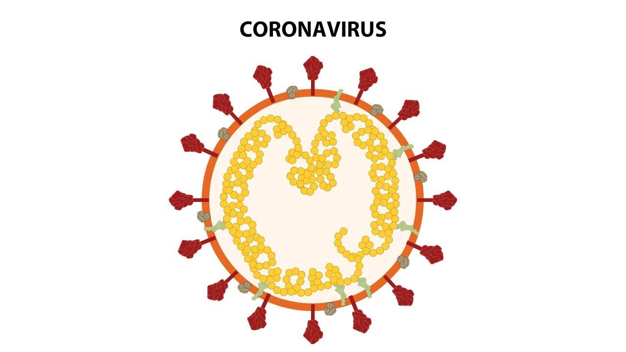 Replication Cycle of Coronaviruses смотреть онлайн