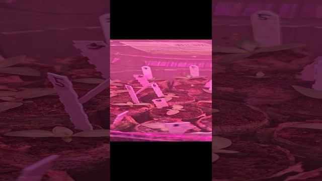 Эустомы,первые посевы