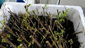 Размножение шелковицы черенками весной мало перспективный вариант.