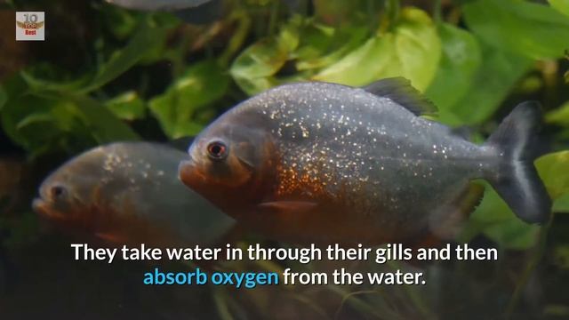 Top 25 Amazing Facts About Piranhas смотреть онлайн