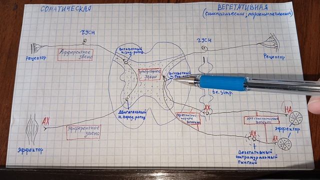 Соматическая и вегетативная рефлекторная дуга
