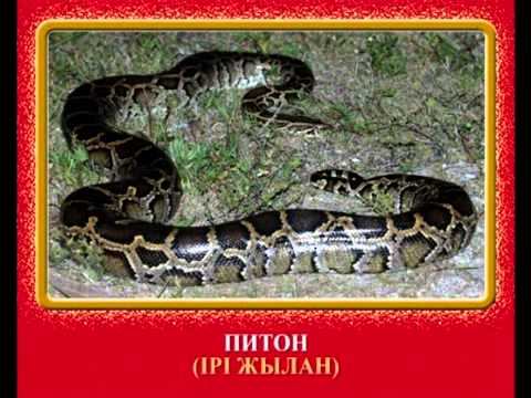 Бауырмен жорғалаушылар смотреть онлайн