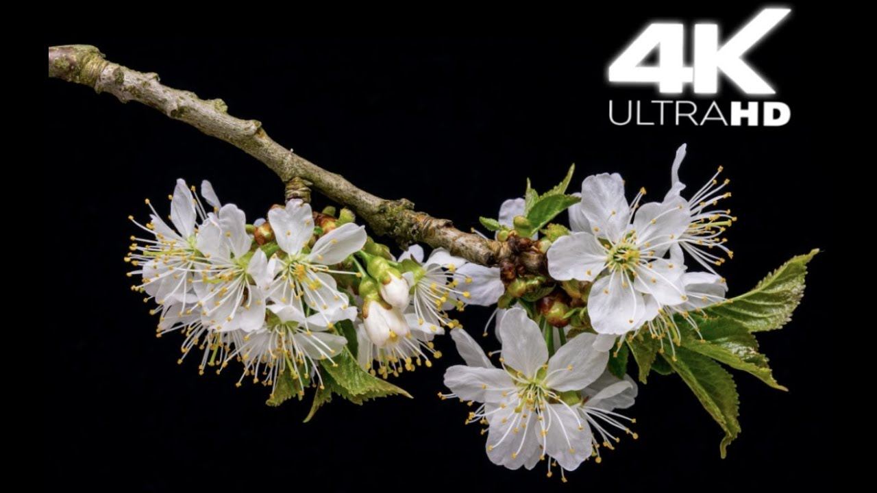 Hermosas Flores y Rosas En 4k смотреть онлайн