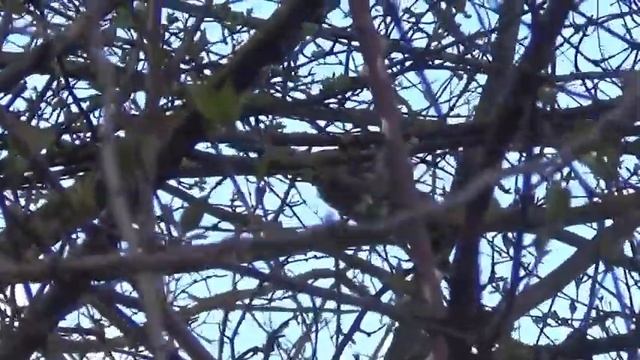 Sojka obyčajná - Sojka škriekavá - Garrulus glandarius - Eurasian jay - Sojka obecná смотреть онлайн