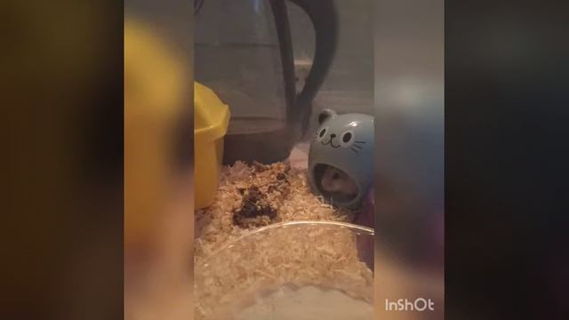 Покупка Хомы ? У меня 2 хомяка? Она совсем малышка ! 😻🙀 смотреть онлайн