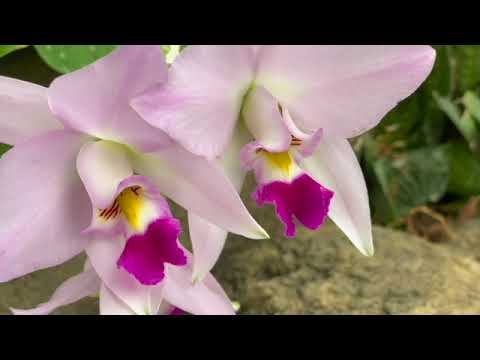 Bird sounds orchids Los Angeles California flora fauna scenic nature journey adventures 12675 смотреть онлайн