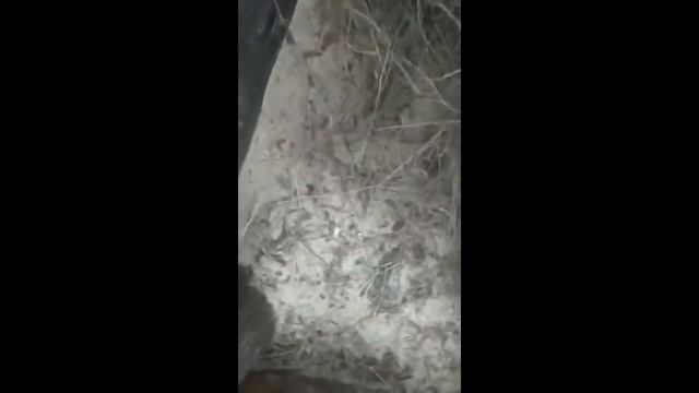 подстилка для вьетнамских свиней смотреть онлайн