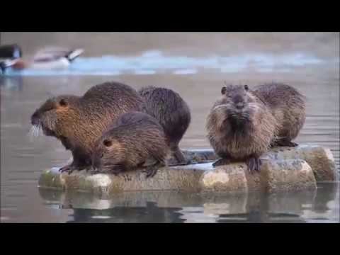 WATCHING THE ANIMALS AND THE FISHES by Marios смотреть онлайн