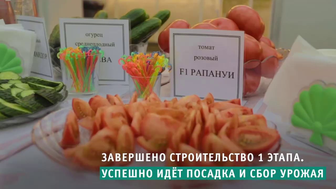 Инвестиционный проект «Рязанские овощи» смотреть онлайн