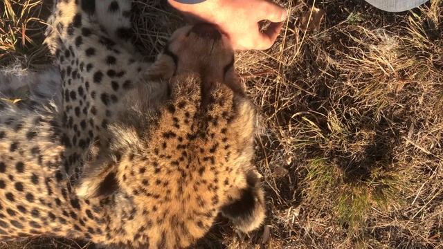 The Majestic Cheetah | David Rives смотреть онлайн