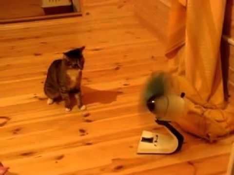 Кошка и вентилятор  Смешно!!!