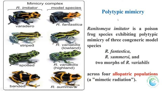 Lincoln index, Mullerian mimicry, Batesian mimicry смотреть онлайн