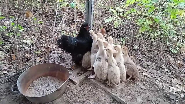 Метаморфозы в природе... смотреть онлайн