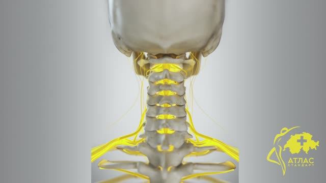 Атлас Стандарт