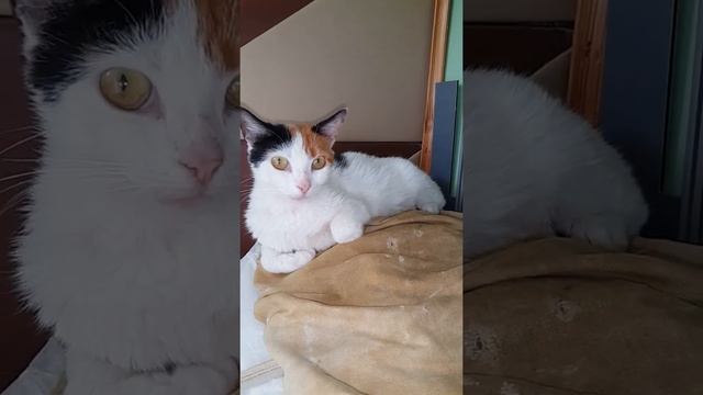 [Natalex] Жара... Shorts смотреть онлайн