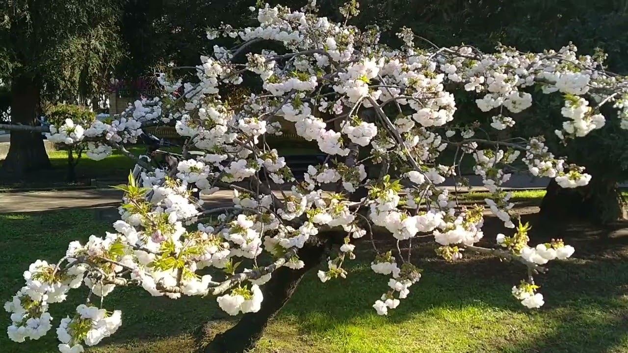 Апрель 2023. Адлер. смотреть онлайн