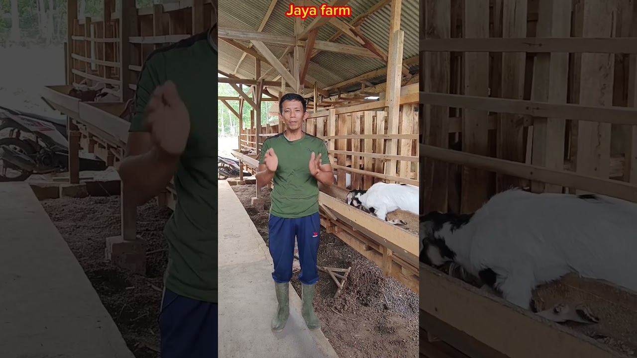 penyakit apa saja yang ada pada kambing смотреть онлайн