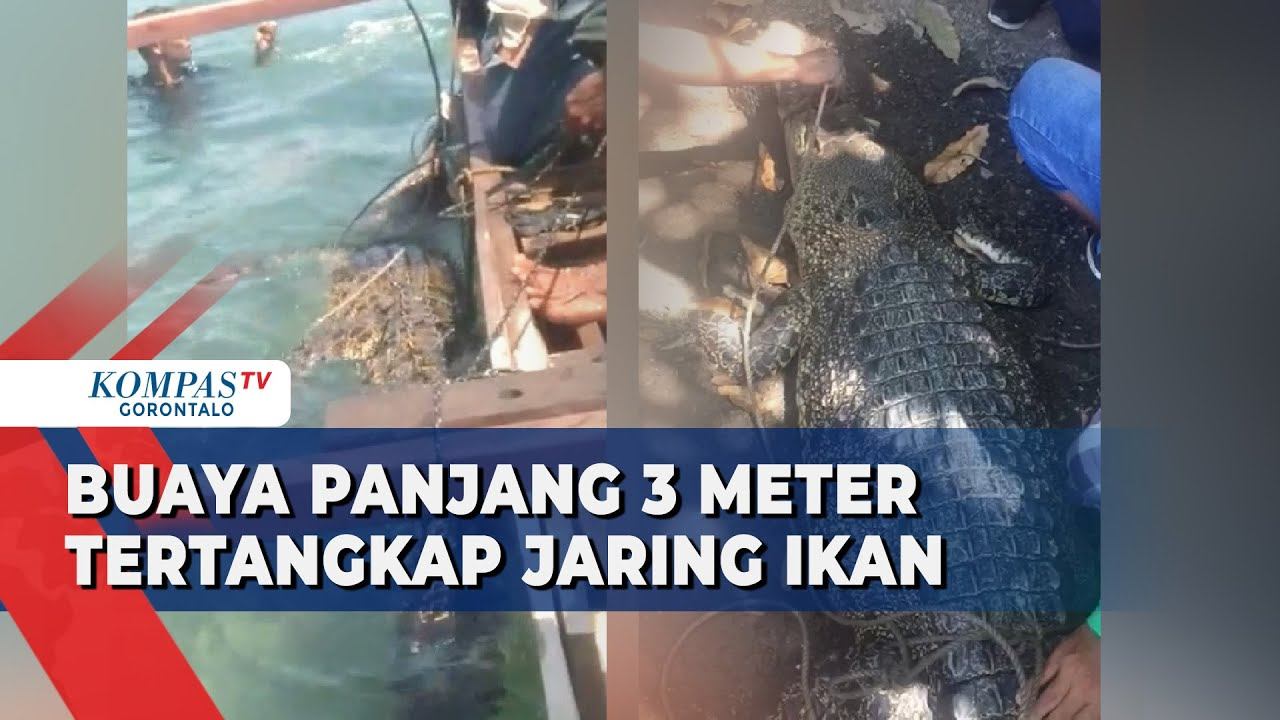 Viral Buaya Sepanjang 3 Meter Tertangkap Jaring Ikan смотреть онлайн