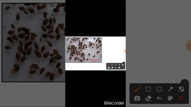 TEMPORARY PARASITE смотреть онлайн