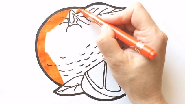 Как нарисовать АПЕЛЬСИН / раскраска для детей / Нарисуй Ка смотреть онлайн
