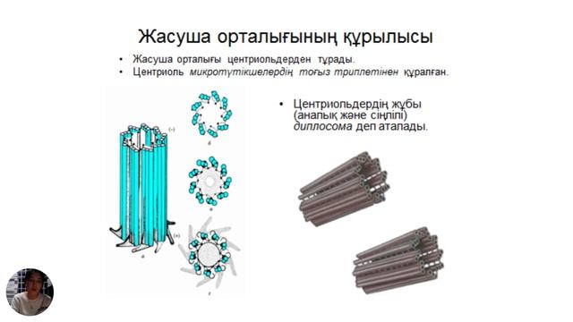 Жасуша құрылысы Ямирбаева А.Е смотреть онлайн