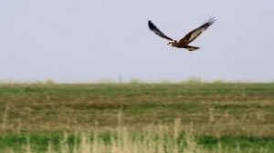 Nature of Kazakhstan// Қазақстан табиғаты //  Природа Казахстана