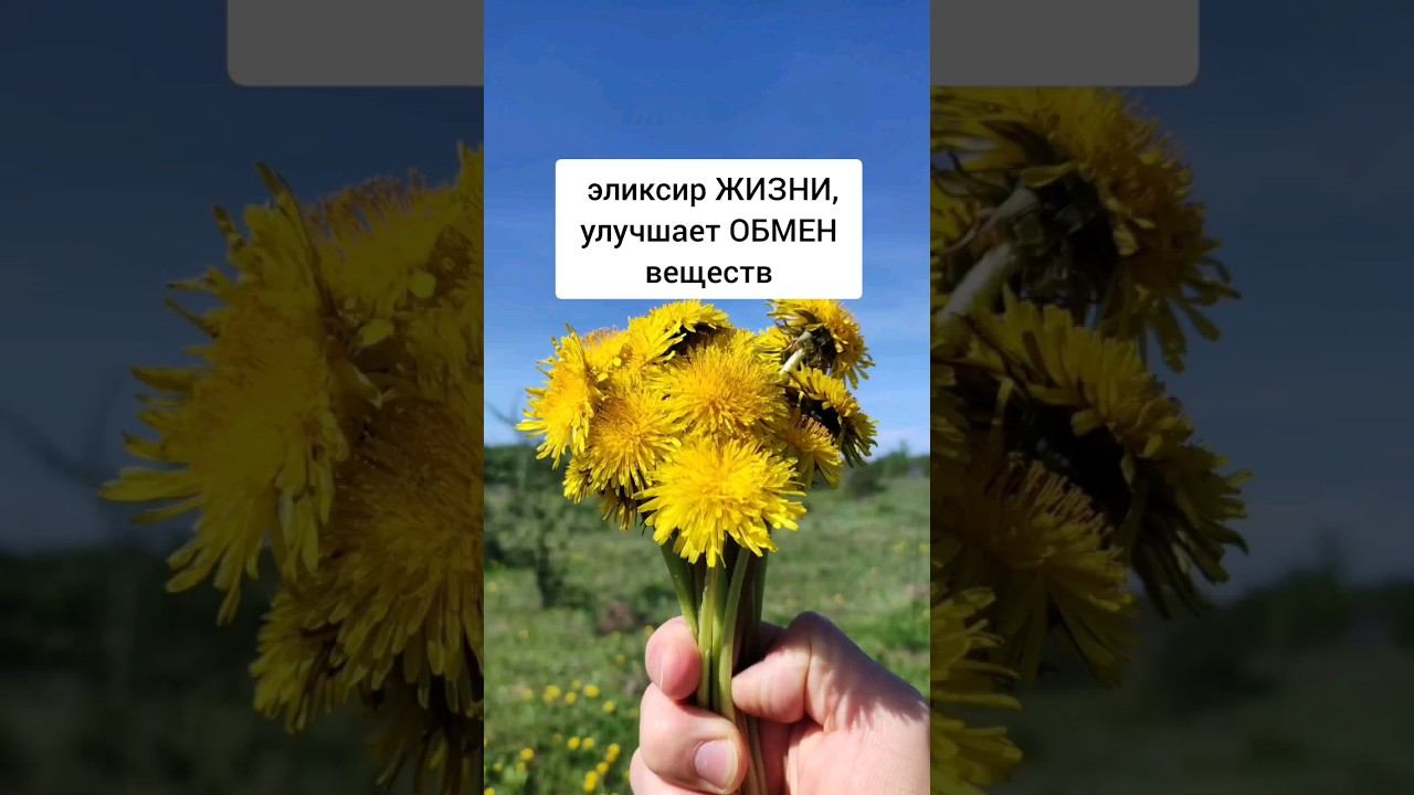 Одуванчик - эликсир жизни и регулятор обмена веществ #травы #травник #лекарственныетравы смотреть онлайн