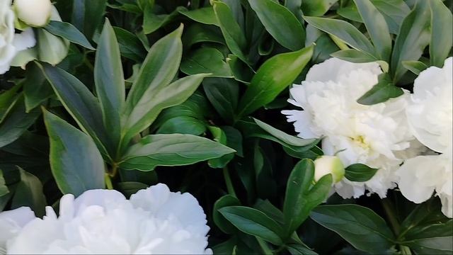 Цветы июня. Музыкальная пауза. В. Палаускас смотреть онлайн