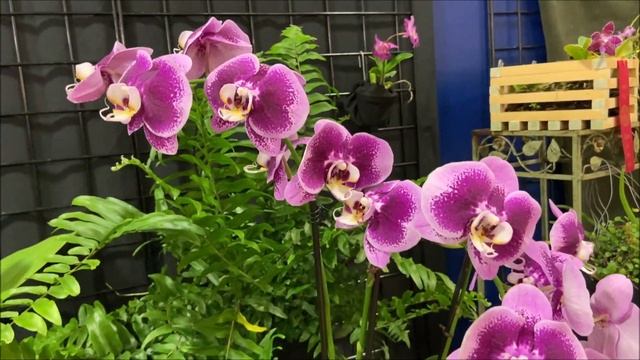 Platinum Coast Orchid Show, Merritt Island, FL Apr 30 2022. Шоу Орхидей на Мерритт Айланд Флорида смотреть онлайн