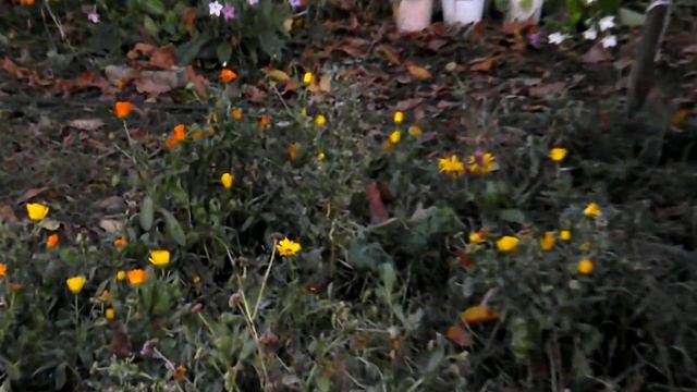 Облетевший грецкий орех, вишни с разноцветными листьями. смотреть онлайн