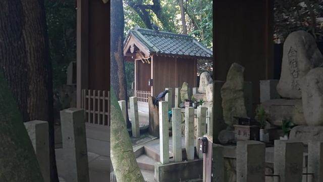 神社のお導きカラス、ここをお参りしなさい。八咫烏？やたがらす？ #八咫烏 #神社 #開運 смотреть онлайн