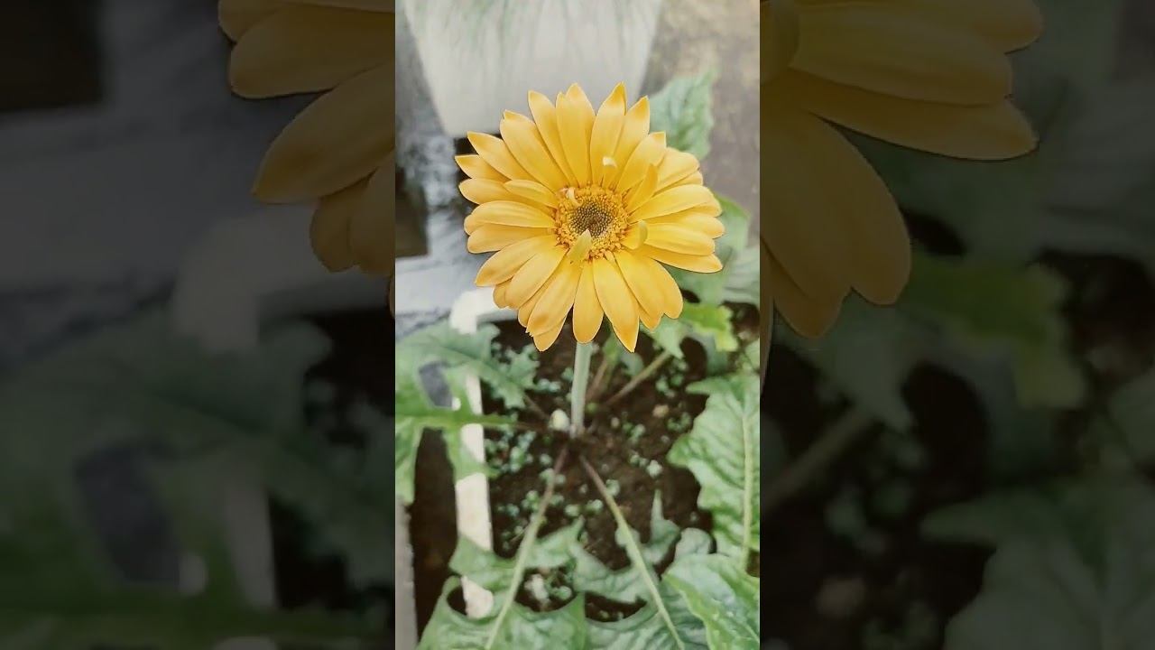 Yellow Gerbera смотреть онлайн
