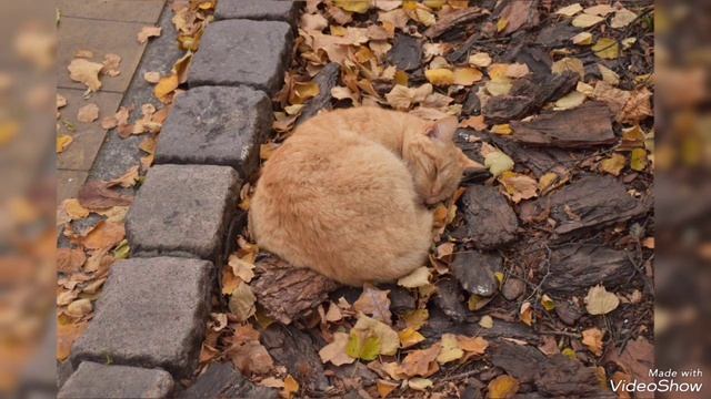 Листопад в Калининграде в середине ноября 2024 смотреть онлайн