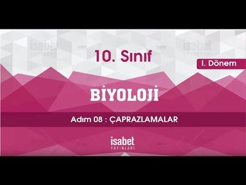 10. Sınıf Biyoloji – Ders 8 – Çaprazlamalar смотреть онлайн