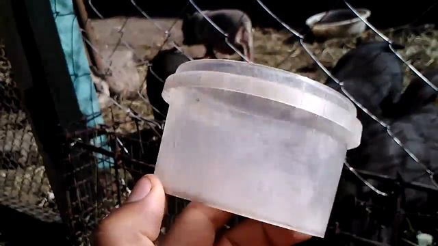 Про ветнамских поросят смотреть онлайн